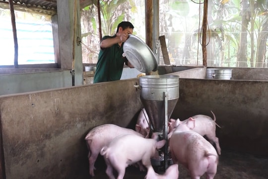 Yên Bái: Nghị quyết 69 thúc đẩy ngành chăn chăn nuôi phát triển