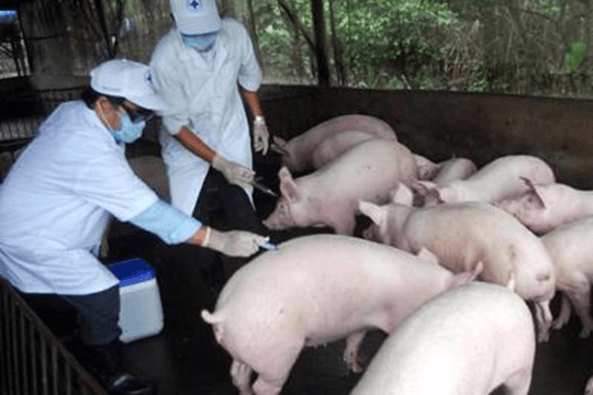 Tăng cường các biện pháp phòng, chống bệnh Dịch tả lợn Châu Phi