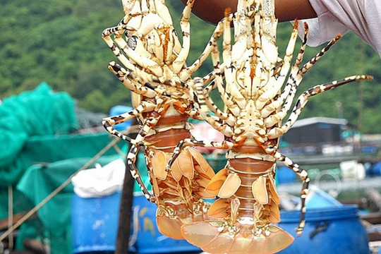 Tìm giải pháp khai thác tiềm năng, phát triển bền vững nuôi biển Việt Nam