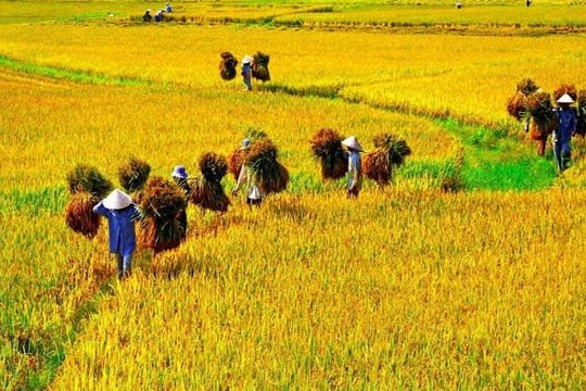 Chính phủ phê duyệt trồng 1 triệu ha lúa chất lượng cao