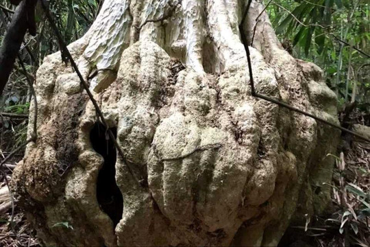 Sẽ yêu cầu tạm dừng phương án "bứng" nguyên gốc vụ Cty Vĩnh Thạnh khai thác rừng tự nhiên