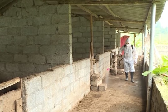 Hà Giang khống chế thành công dịch tả lợn châu Phi