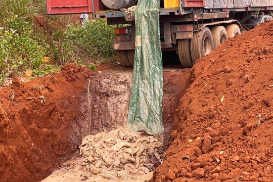 Tiêu hủy 5,5 tấn cá tầm có giá trị hơn 1,6 tỷ đồng