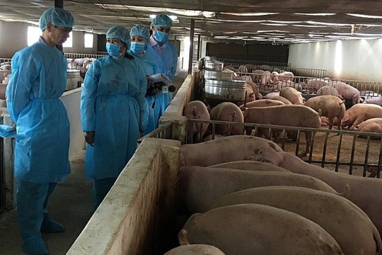 Ngăn chặn vận chuyển trái phép động vật, kiểm soát tốt dịch bệnh