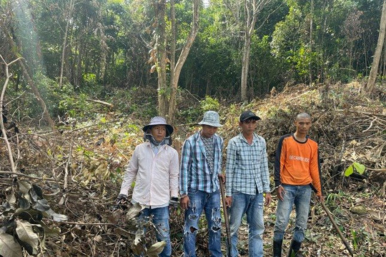 Bị tóm vì chặt phá hàng trăm mét vuông rừng ở Phú Quốc