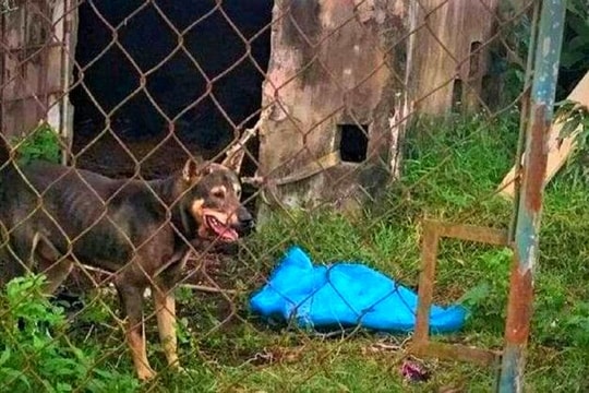 Người phụ nữ bị chó cắn tử vong