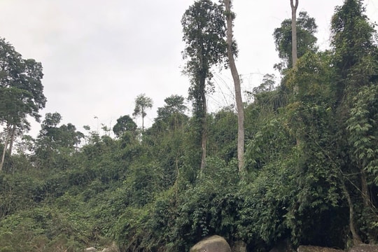 Xét xử phúc thẩm vụ án phá rừng phòng hộ