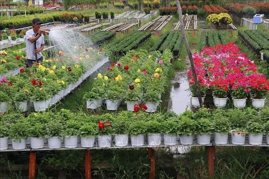 Hơn 100ha hoa kiểng chuẩn bị phục vụ Tết và Festival Hoa-Kiểng Sa Đéc