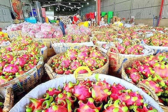 Tổng kim ngạch xuất khẩu của Tiền Giang đạt 4,6 tỷ USD năm 2023