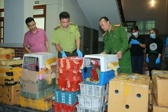 Vận chuyển trái phép động vật hoang dã số lượng lớn