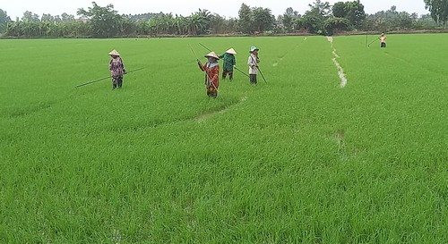 Thay thế 30% thuốc bảo vệ thực vật hóa học bằng thuốc bảo vệ thực vật sinh học