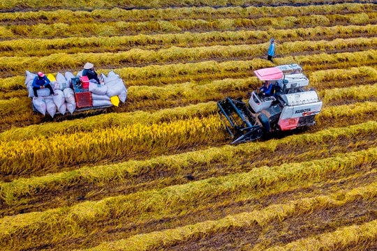 Thời cơ lớn cho ngành hàng lúa gạo Việt Nam