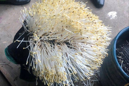 Phát hiện cơ sở sản xuất giá đỗ chứa hóa chất kích thích tăng trưởng