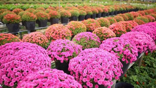 Khai mạc Festival Hoa - Kiểng Sa Đéc lần thứ I năm 2023