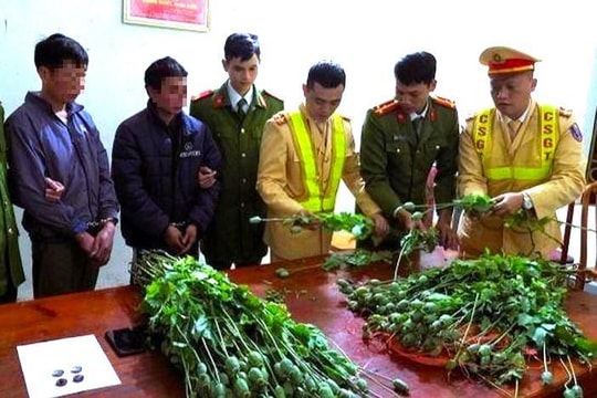 Bắt quả tang 2 đối tượng vận chuyển số lượng lớn cây thuốc phiện