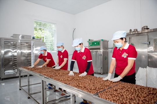 Lần đầu macca Đắk Lắk xuất khẩu vào thị trường Hàn Quốc