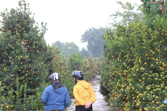 Sắc xuân tại "thủ phủ" trồng quất