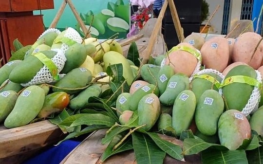 An Giang xuất khẩu 7 tấn xoài tượng da xanh sang Australia và Hoa Kỳ