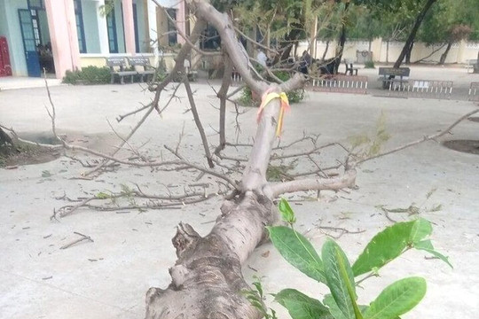 Cây phượng đổ, 4 học sinh lớp 5 bị thương