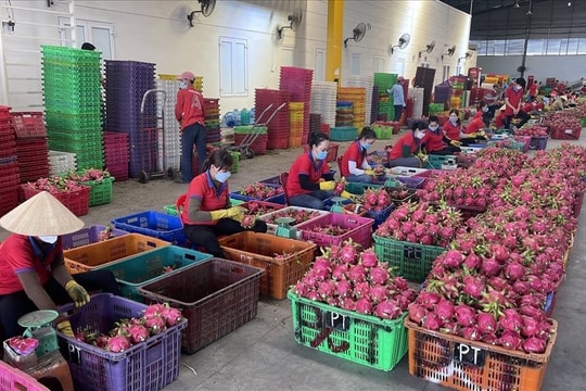 Tiền Giang từng bước đưa thanh long thâm nhập thị trường khó tính