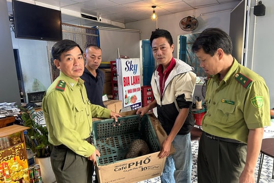 Người dân giao nộp cá thể tê tê quý hiếm bắt được khi đang chạy trên đường phố
