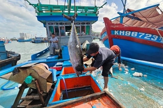 Ngư dân Khánh Hòa vào mùa đánh bắt cá ngừ đại dương
