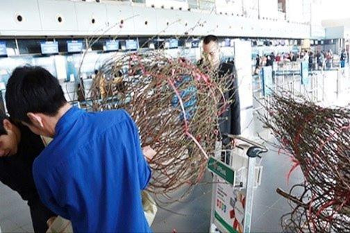 Vietnam Airlines: Chở cành đào, cành mai dưới dạng hành lý ký gửi dịp Tết