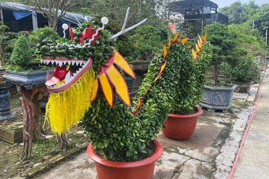 Quất tạo hình rồng độc lạ đón Tết Nguyên đán Giáp Thìn