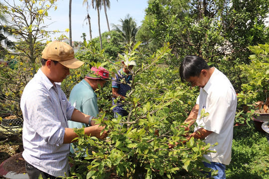 Người trồng mai TP.HCM lo lắng vụ Tết