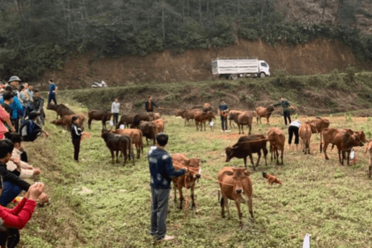 Quân khu I hỗ trợ 40 con bò giống cho các hộ nghèo