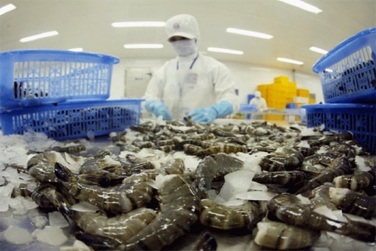 VASEP dự báo doanh số ngành tôm năm 2024 đạt 4 tỷ USD
