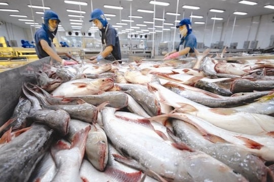 Xuất khẩu cá tra hướng đến mục tiêu tăng 11%
