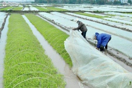 Khuyến cáo nông dân tuyệt đối không gieo mạ, gieo sạ vào thời điểm rét đậm dưới 15 độ C