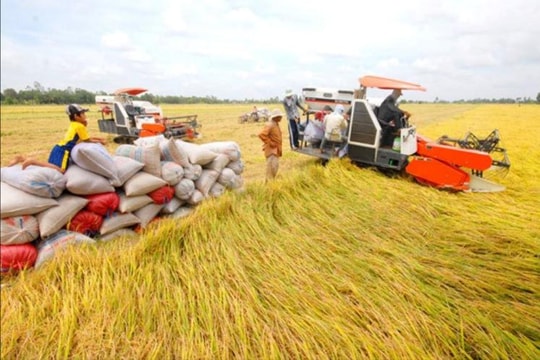 Việt Nam đã xuất khẩu 8,13 triệu tấn gạo năm 2023