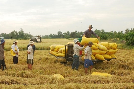 Giá lúa tại Đồng bằng sông Cửu Long có chiều hướng giảm