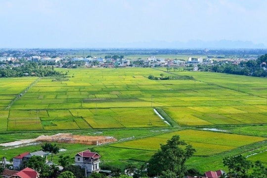 Xây dựng vùng trồng lúa tập trung, quy mô lớn, hướng tới xuất khẩu