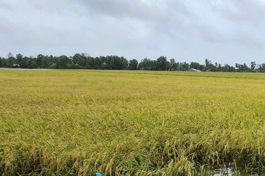 Tạm đình chỉ giải quyết nguồn tin về tội phạm tại Phòng NN&PTNT huyện Thới Bình