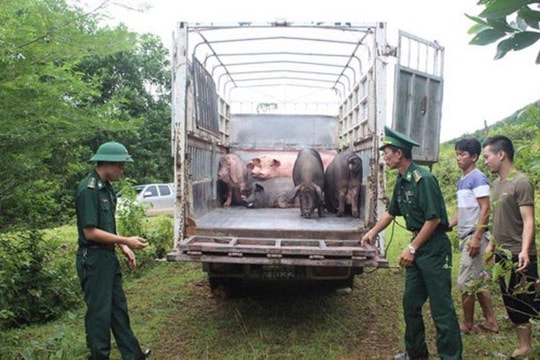 Tăng cường ngăn chặn buôn lậu, vận chuyển trái phép động vật qua biên giới