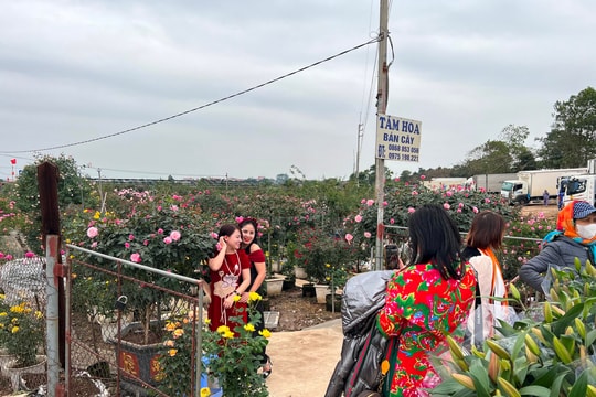Rực rỡ sắc xuân chợ hoa Mê Linh ngày cận Tết
