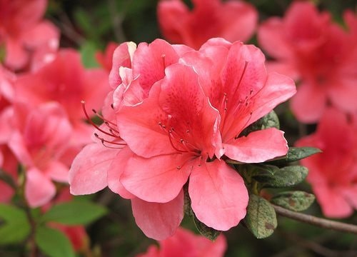 Mong muốn may mắn với mỗi loài hoa trang trí ngày Tết