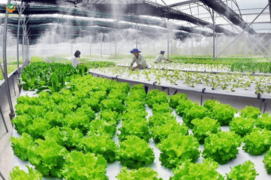 Nguồn rau xanh cung ứng Tết dồi dào