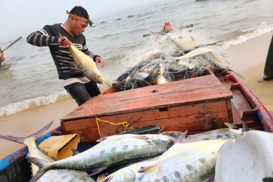Trúng luồng cá bè, hai ngư dân Quảng Bình 'bỏ túi' 30 triệu chuyến biển đầu năm