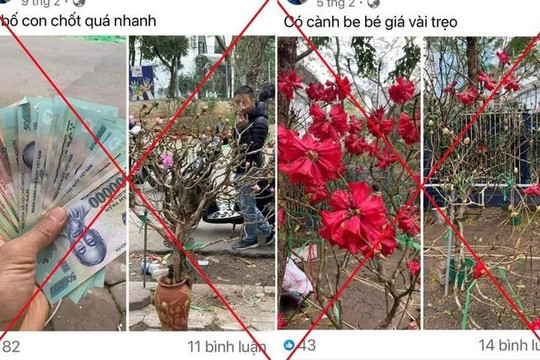 Ngăn chặn tình trạng chặt phá cây đỗ quyên rừng để bán