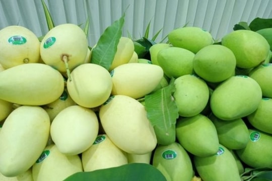 An Giang xuất khẩu 13 tấn xoài hạt lép sang Hàn Quốc