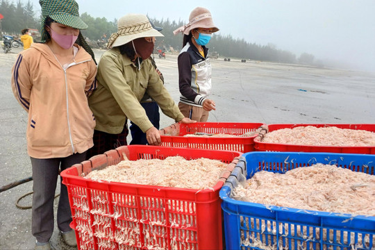 Ngư dân phấn khởi nhờ “lộc biển” đầu năm