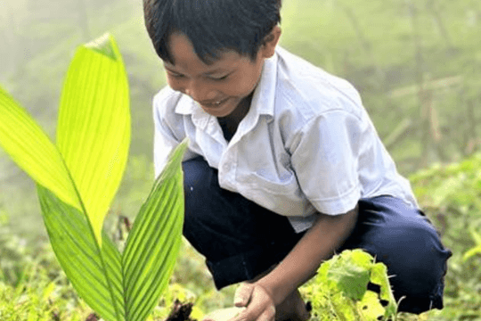 Tiếp tục tổ chức việc trồng cây trong ngành Giáo dục
