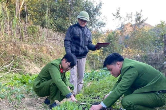 Phát hiện và tiêu hủy nhiều cây thuốc phiện trồng trái phép
