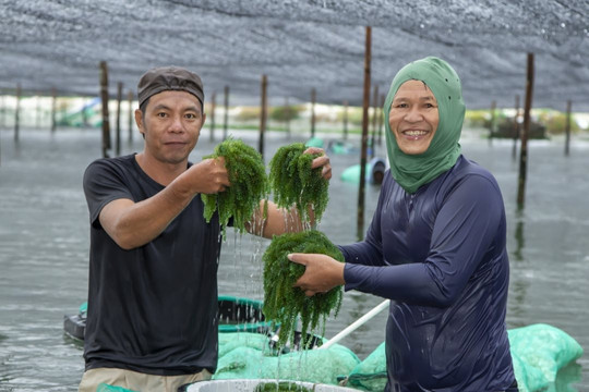 Nông dân ven biển Khánh Hòa thu tiền tỷ từ trồng rong nho