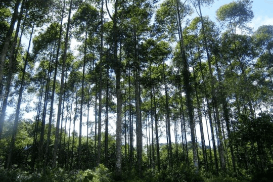 Ngành lâm nghiệp đang đứng trước những cơ hội, thách thức đan xen nhau