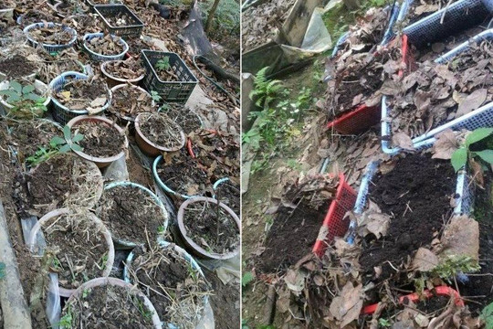 Điều tra vụ mất trộm hàng trăm cây sâm Ngọc Linh